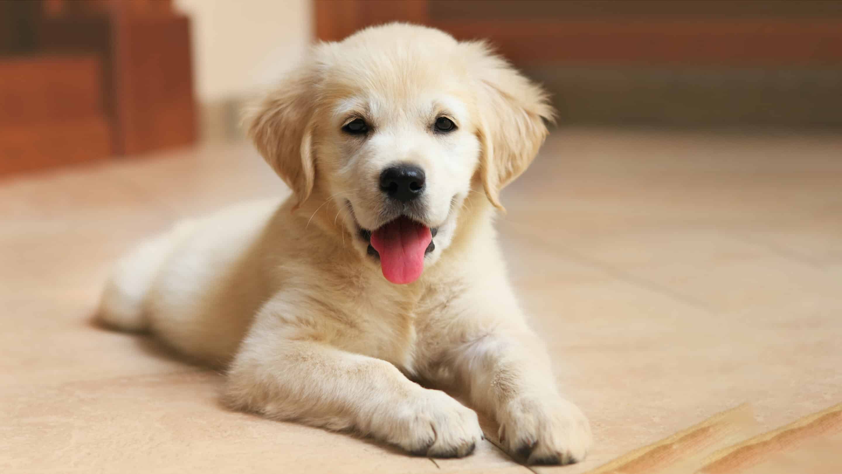 Puppy